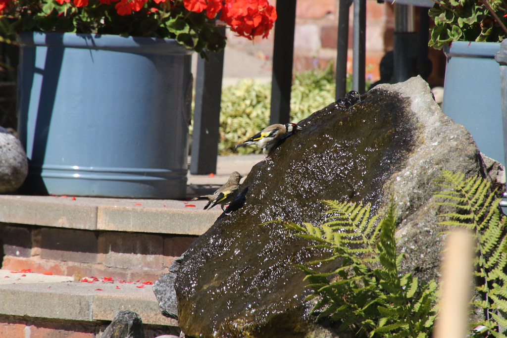 Goldfinch take a drink in the hot weather, Hillview, UK. Flickr