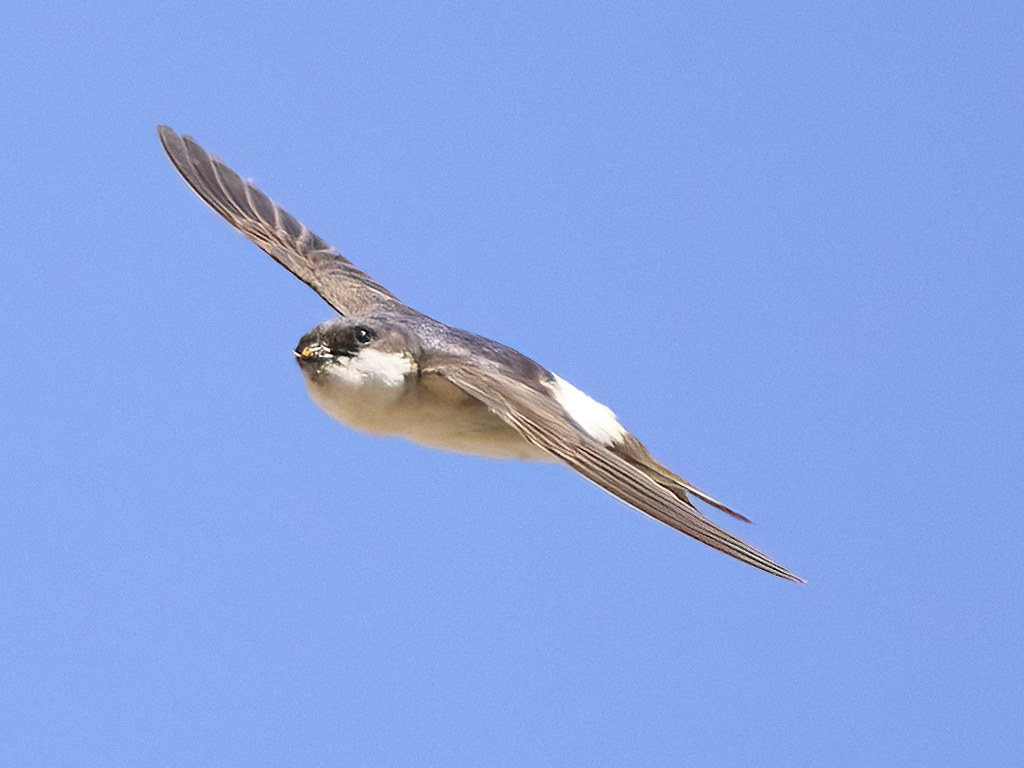 House Martin David Sainsbury Flickr