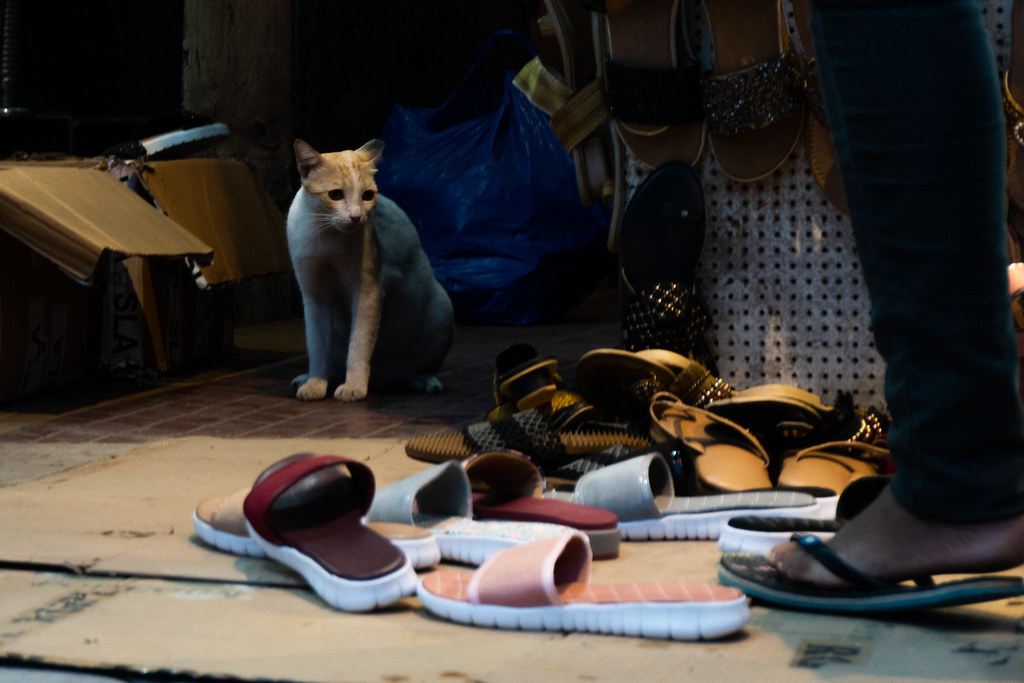 cat,mumbai cat,mumbai Neel Bothara Flickr