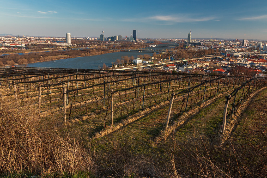 Vineyard in Dobling 05/03 Vineyard in Dobling Vienna, Aust… maro310