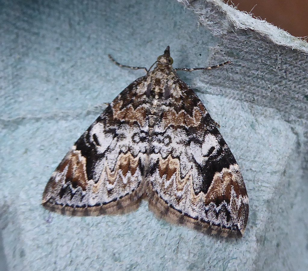 Dark Marbled carpet John Flickr