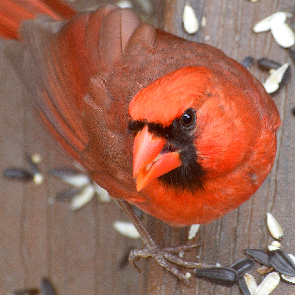 Male Cardinal Cardinal eating sunflower seeds, top down vi… Rich M