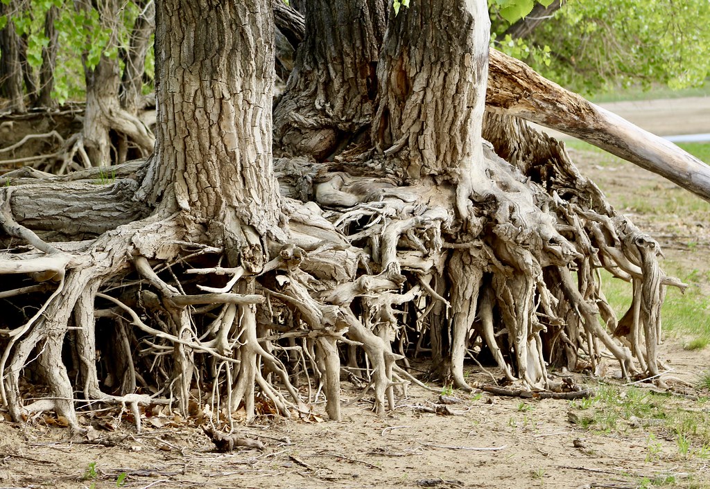 Cottonwood Roots Kristine Zimmerman Flickr
