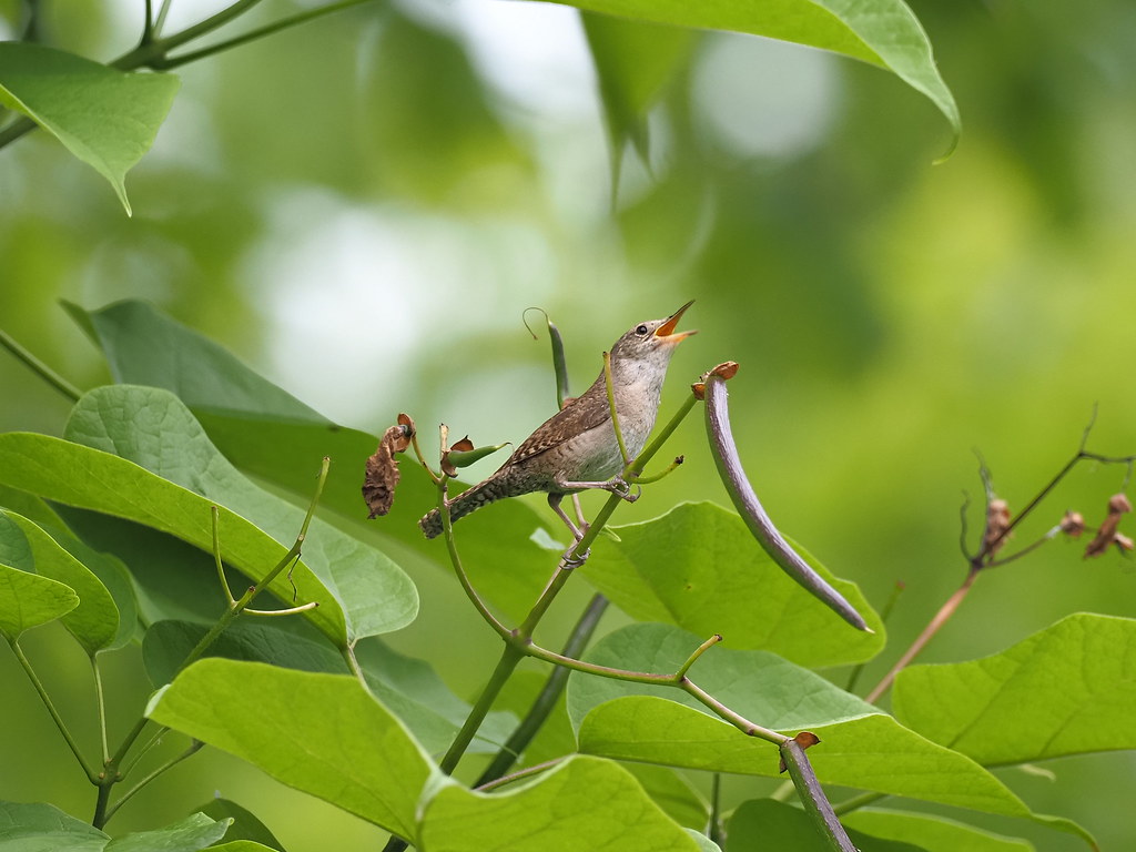 House Wren Song Tyler Penney Flickr