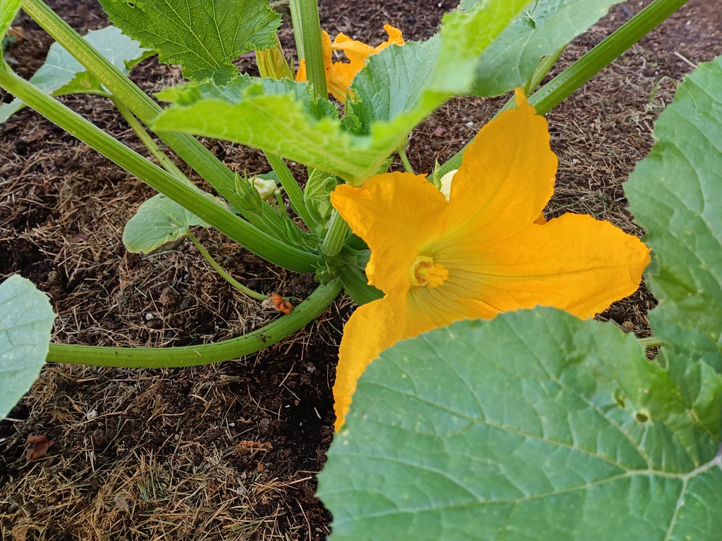 Zucchini Flowers With a male flower nearby, rather than re… Flickr