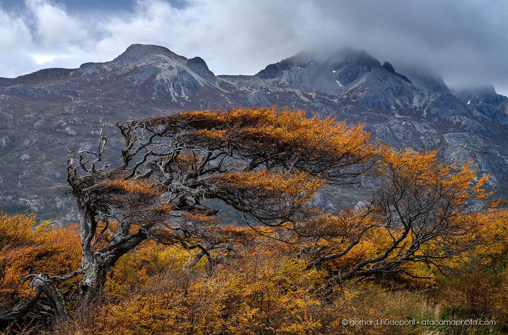 Constant strong wind in Patagonia has a visible effect on … Flickr