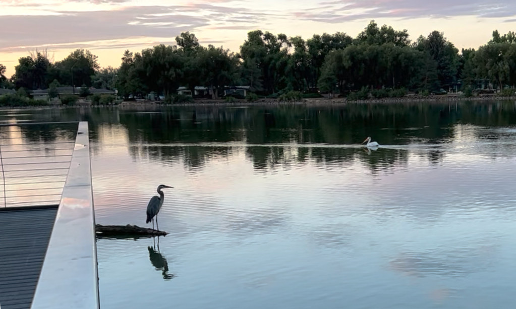 crane pelican 1 gismo egberti Flickr