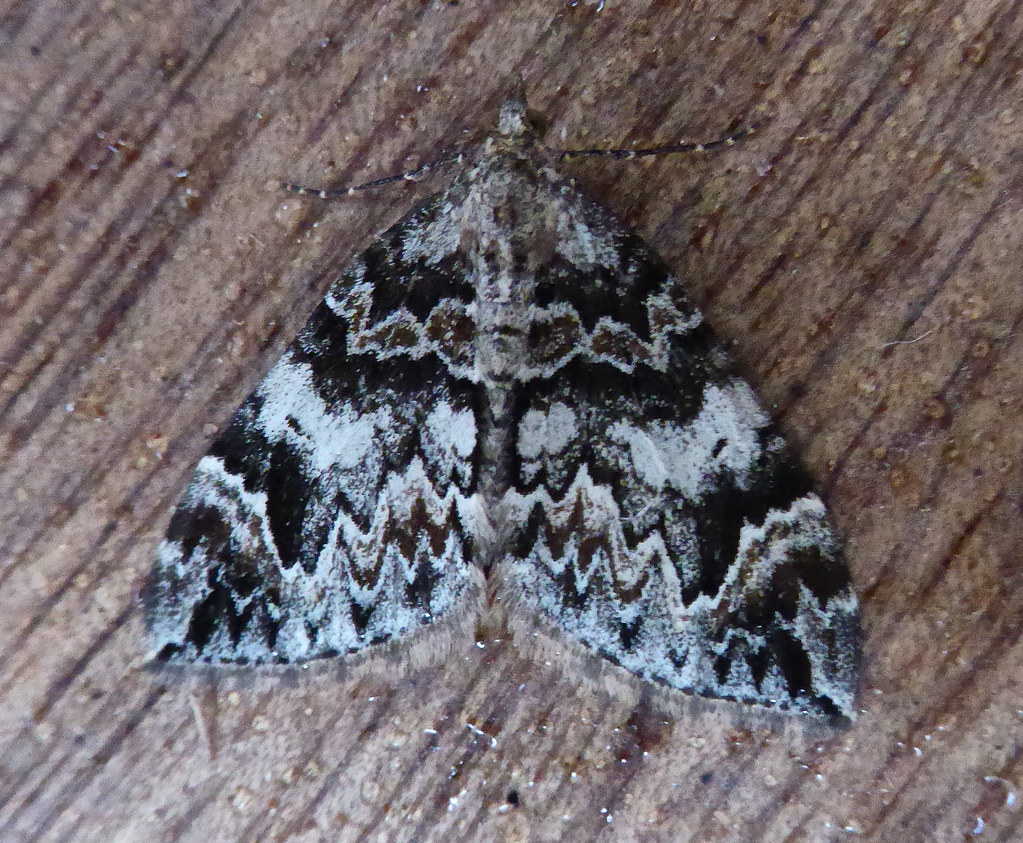 Dark Marbled carpet John Flickr