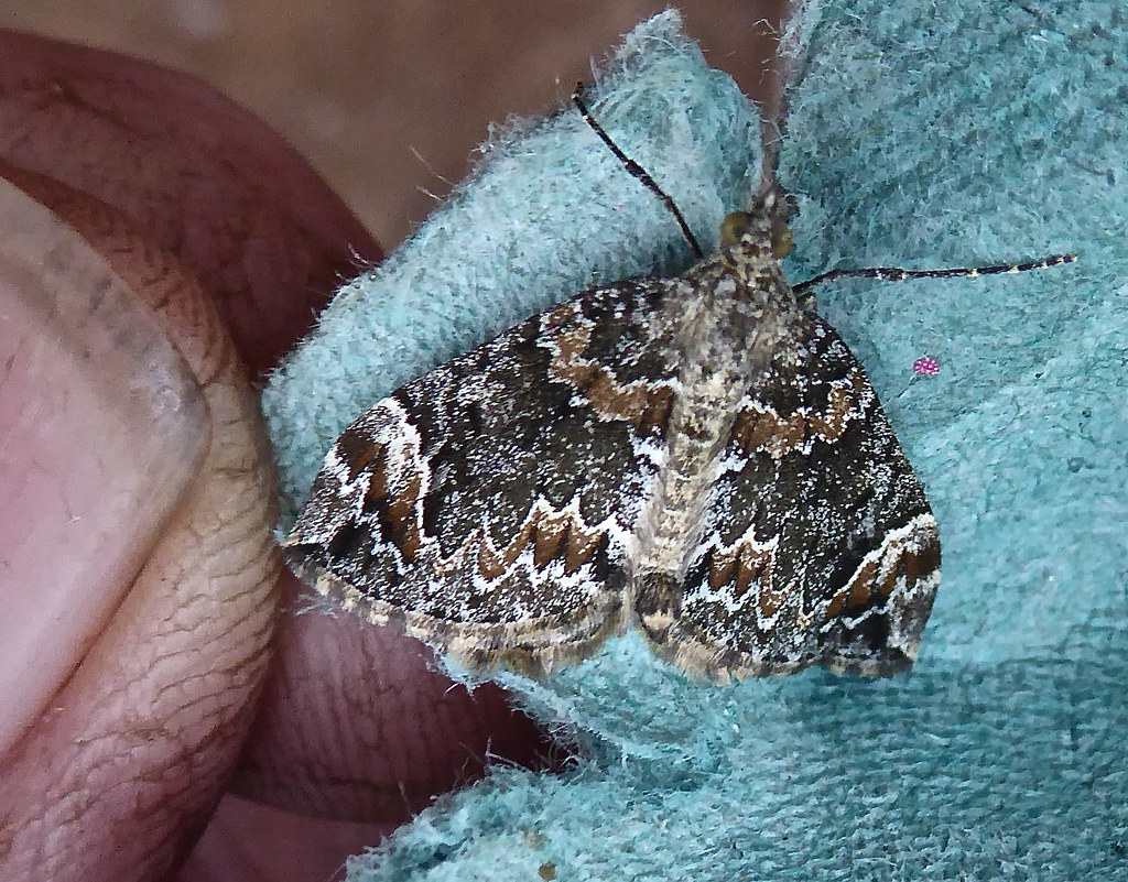 Dark Marbled carpet John Flickr