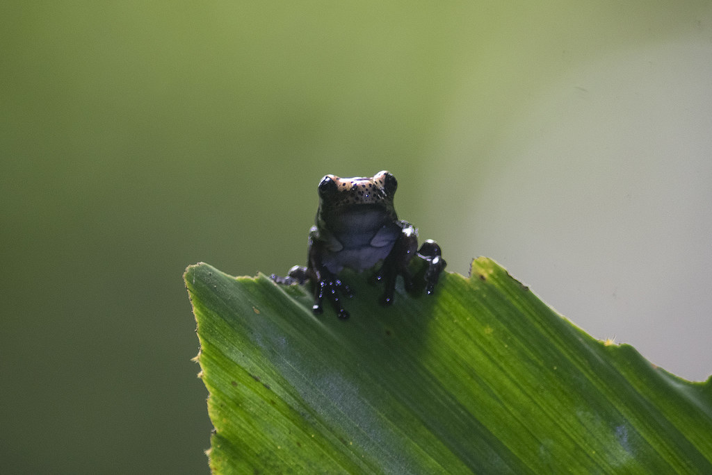 Frog species Middleton Flickr
