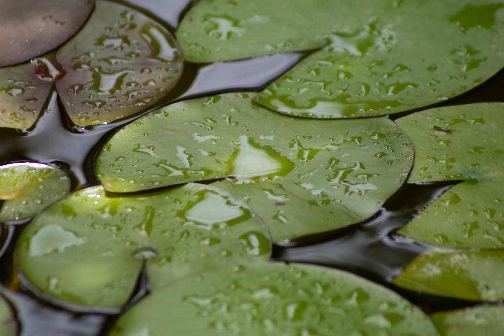 Pan's Garden WPB '22 Michele Flickr