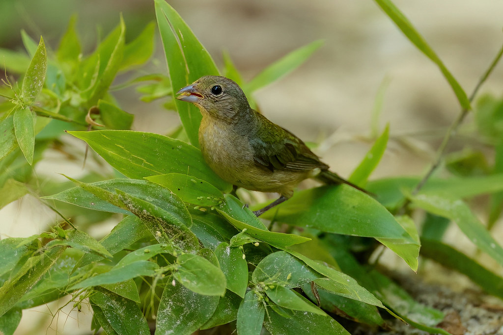 Painted bunting (juvenile) Skidaway Island, Chatham County… Flickr