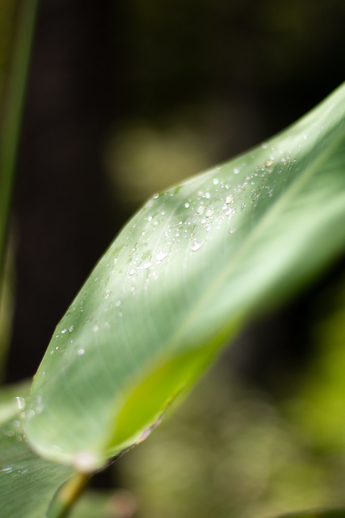 Pan's Garden WPB '22 Michele Flickr