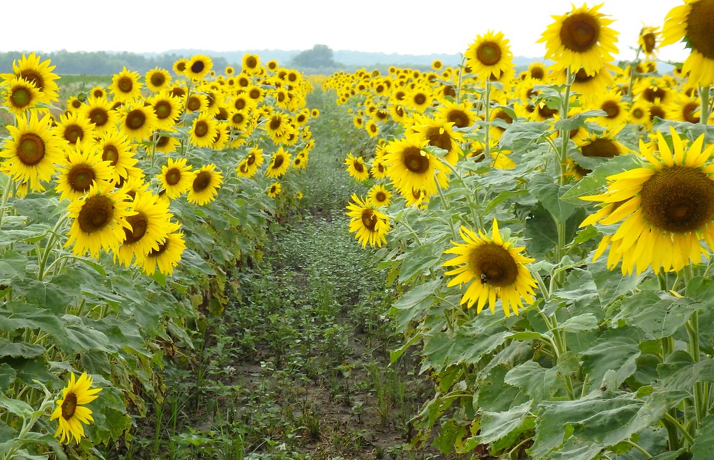 Along The Trail Missouri Sunflowers (2) Explored Flickr