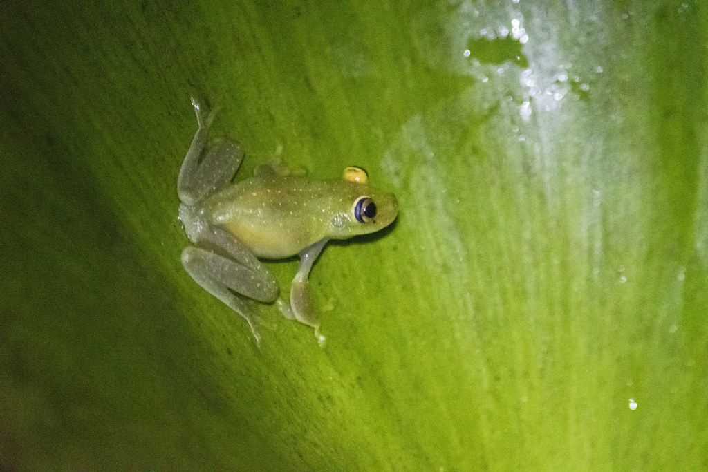 Demerara Falls tree frog Middleton Flickr