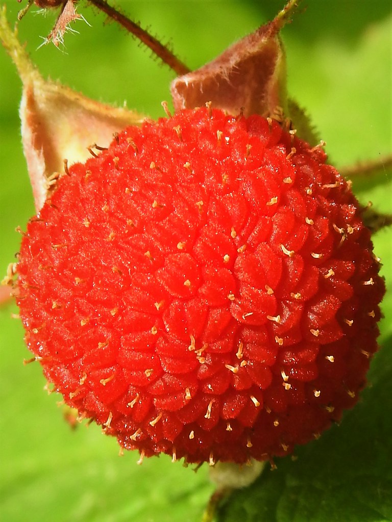 Thimbleberry 1 A Thimbleberry (Rubus parviflorus) on Lummi… Flickr