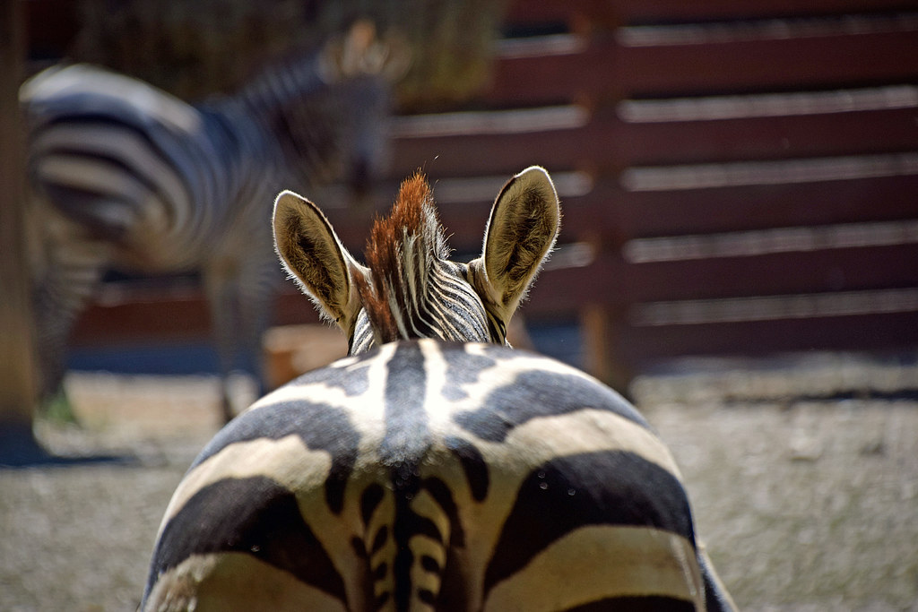 Eye Contact Two female Grant's zebras. They have dark skin… Flickr