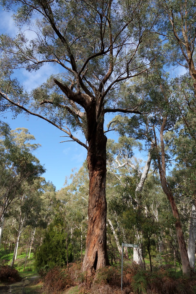Eucalyptus obliqua messmate stringbark Paul Sgargetta Flickr