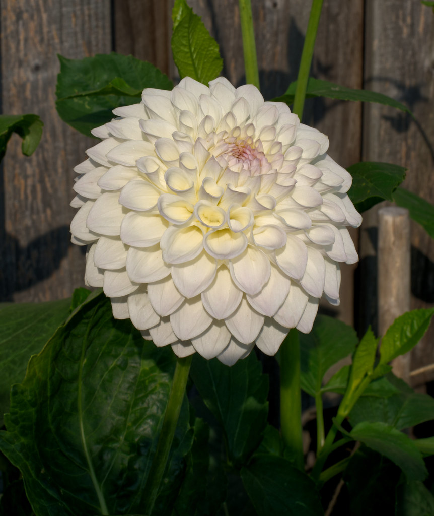 Small decorative dahlia "Ryecroft Brenda T" Geoffrey Bailey Flickr
