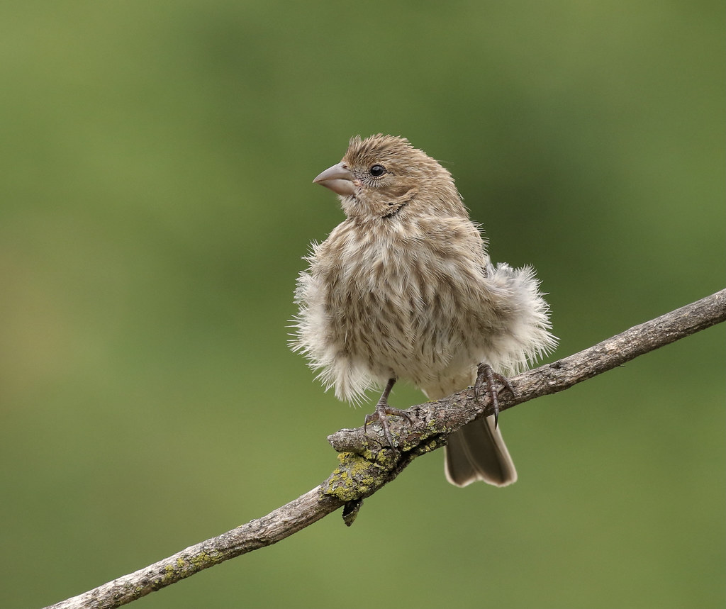 Breezy House Finch juvenile Slow Turning Flickr