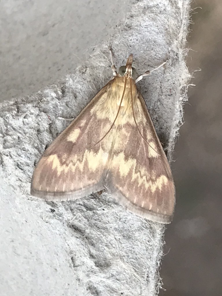 European CornBorer Moth Richard Doe Flickr