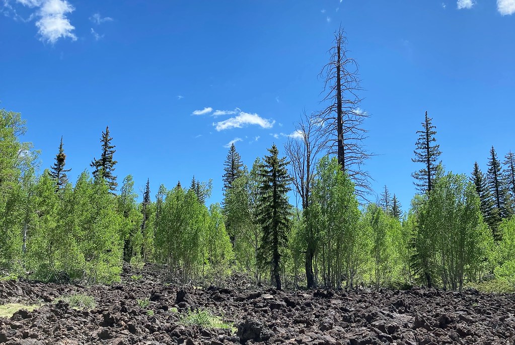 On the trail 3120 On national forest land in the mountains… Flickr