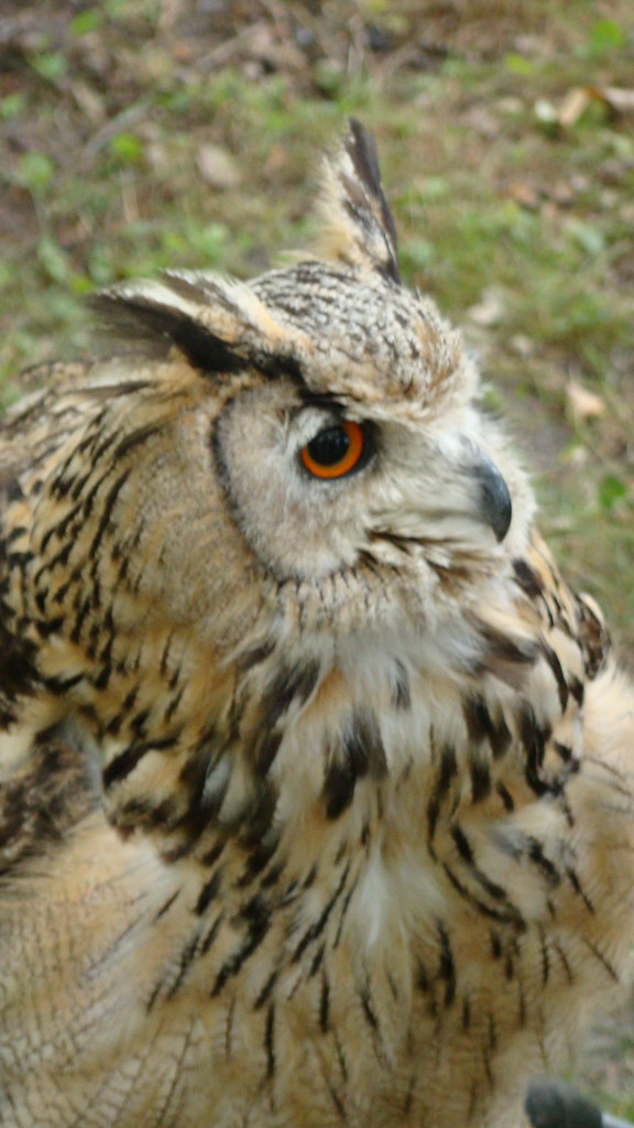 BIRD Job de Heer Flickr