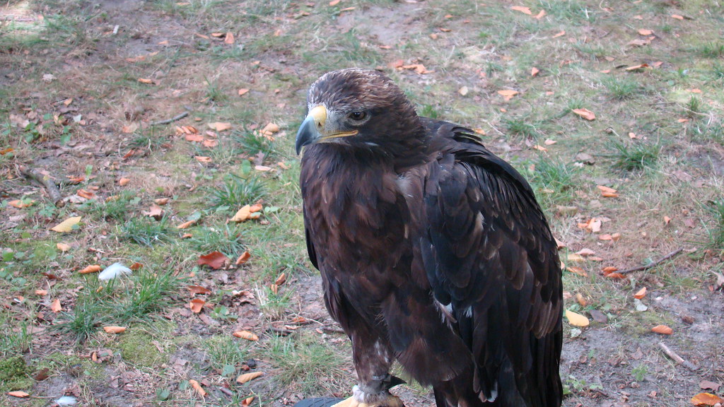 BIRD Job de Heer Flickr