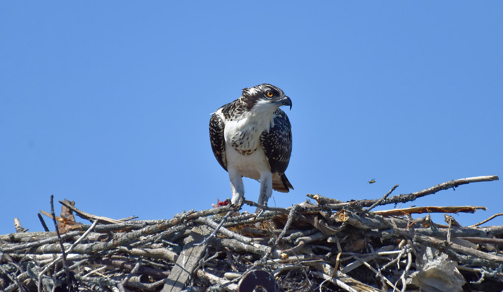 Osprey nest This is Ossie who is in the process of learnin… Flickr