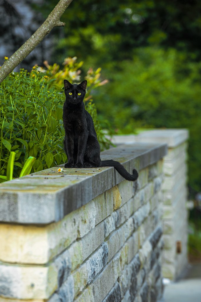 5D4_0350 Le Chat Noir, lookin' pretty! Prospect Hill, Bloo… Flickr