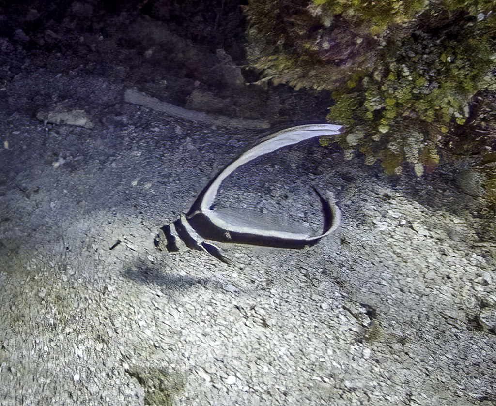 Juvenile Drum Fish, Grand Cayman. July 31, 2022. Robert Shafer Flickr