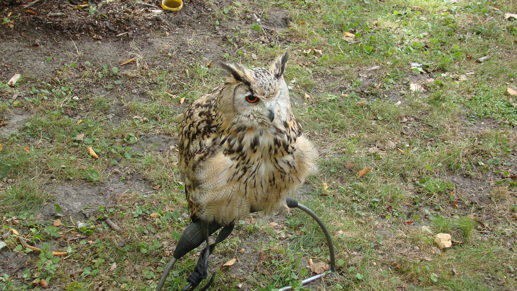 BIRD Job de Heer Flickr