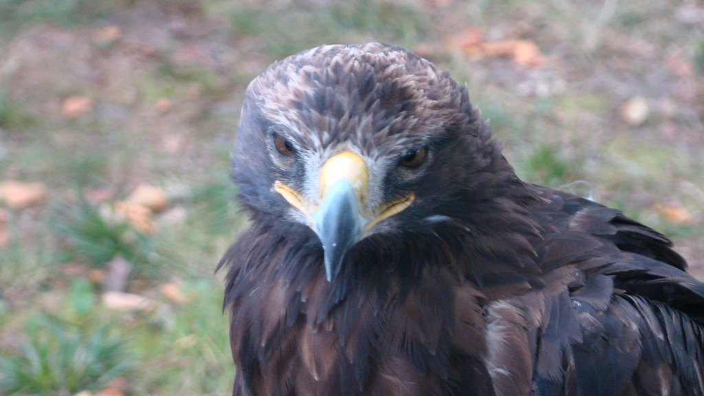 BIRD Job de Heer Flickr