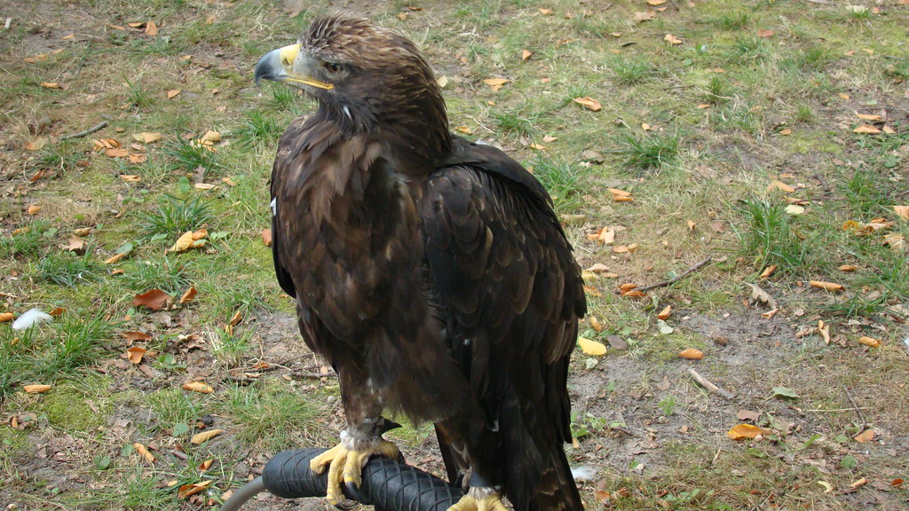 BIRD Job de Heer Flickr