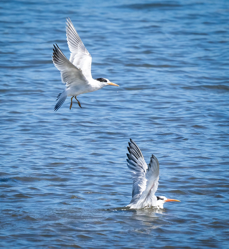 Moss Landing Jetty Rd and Bay Flickr
