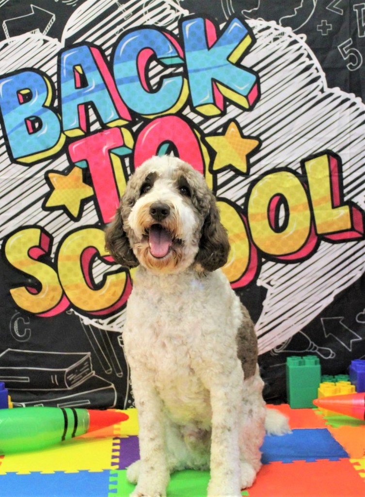 Clyde Hubbard Rover Oaks Pet Resort Katy Flickr