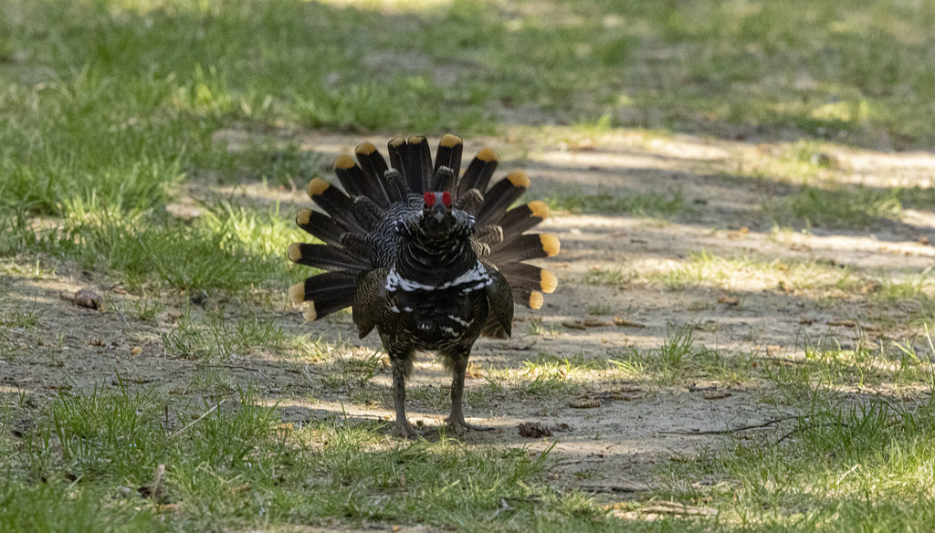 Spruce Grouse Anchorage Co., Alaska Spring breeding seas… Flickr