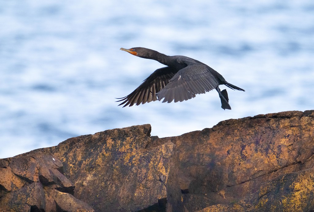Cormorant Rising Bass Rocks, Gloucester, MA Kitty Kono Flickr