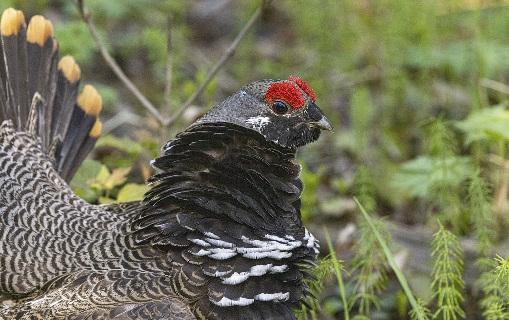 Spruce Grouse Anchorage Co., Alaska Spring breeding seas… Flickr