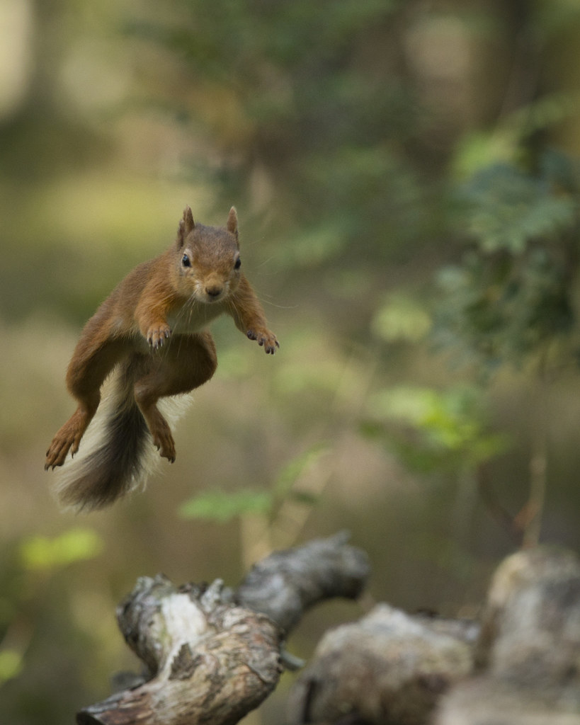 Red Squirrel Flying squirrel, Aviemore, Cairngorms, Scotla… Fabio