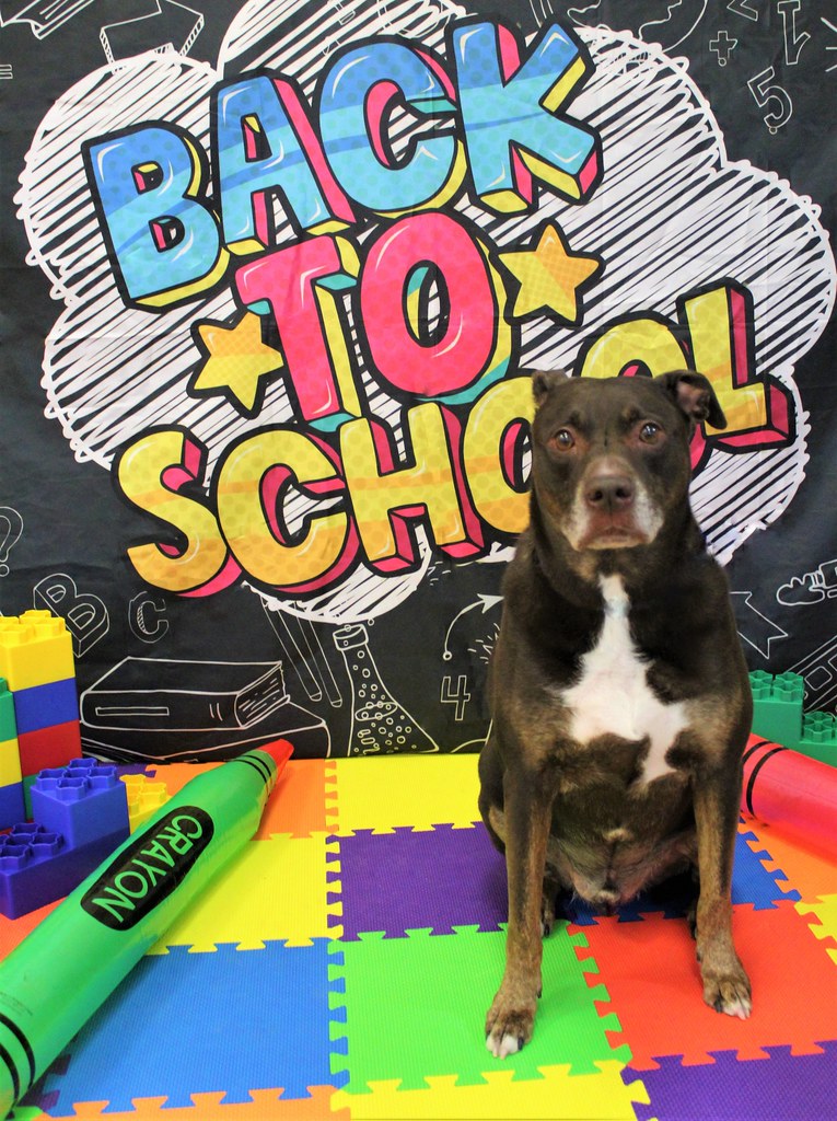 Rockie Bronner Rover Oaks Pet Resort Katy Flickr