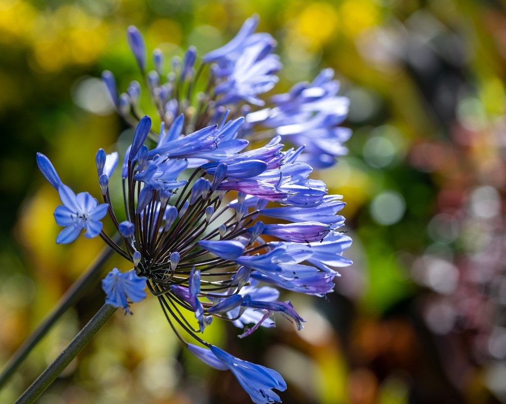 Conservatory of Flowers, San Francisco 4/28/22 Sharon Mollerus Flickr