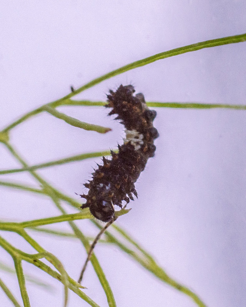 Black Swallowtail Caterpillar Second Instar Roger Inman Flickr