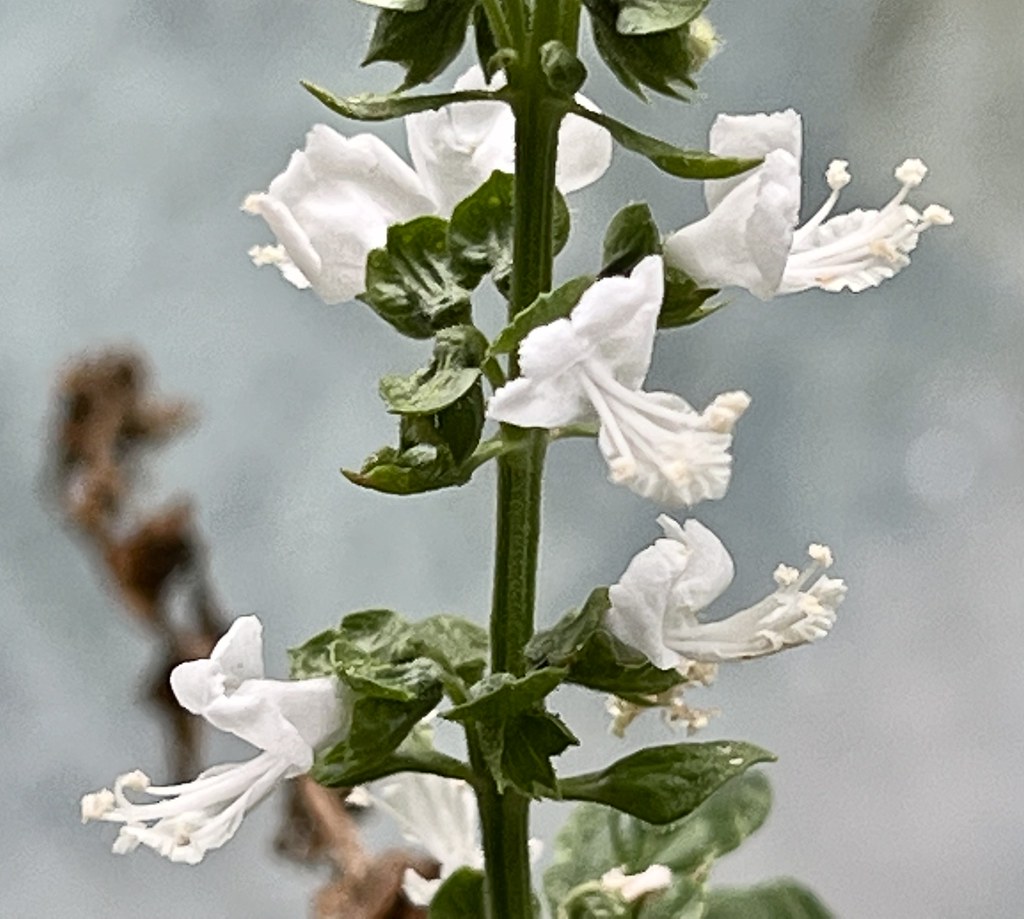 Balcony and indoor gardening Fragrant basil flowers. Flickr