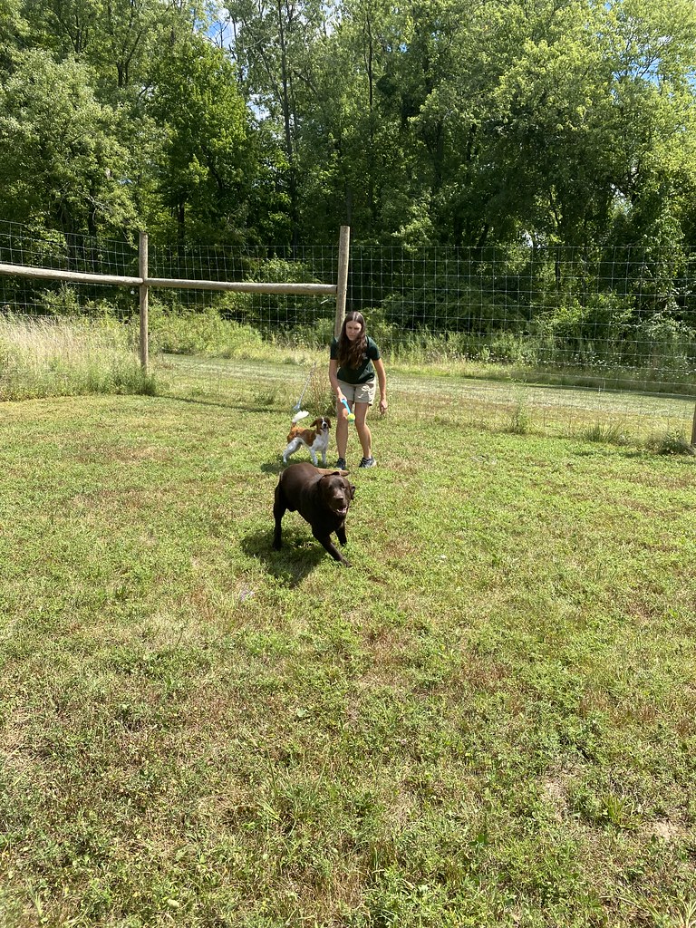 Untitled Holiday House Pet Resort and Training Center Flickr