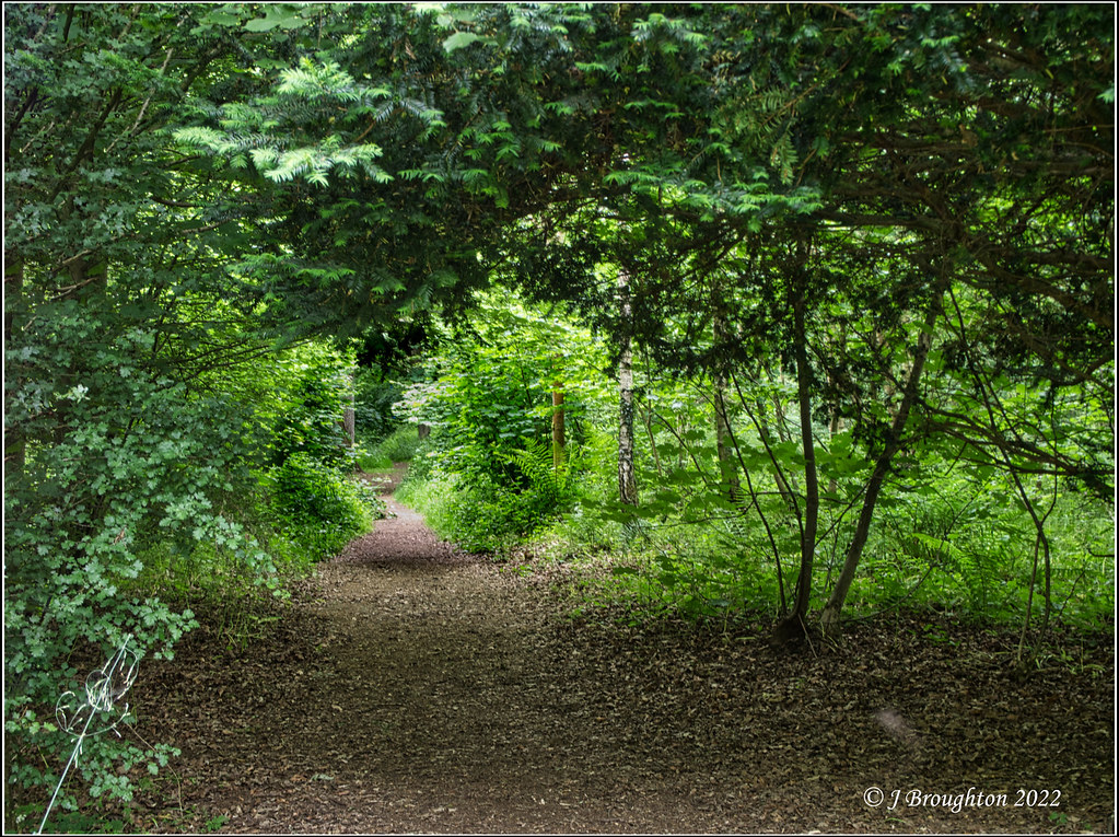 Bagley Wood 2022_2 A peaceful pathway through Bagley Woods… John