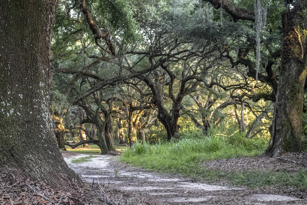 Bonneau Ferry WMA Berkeley County, SC Brandon Coffey Flickr