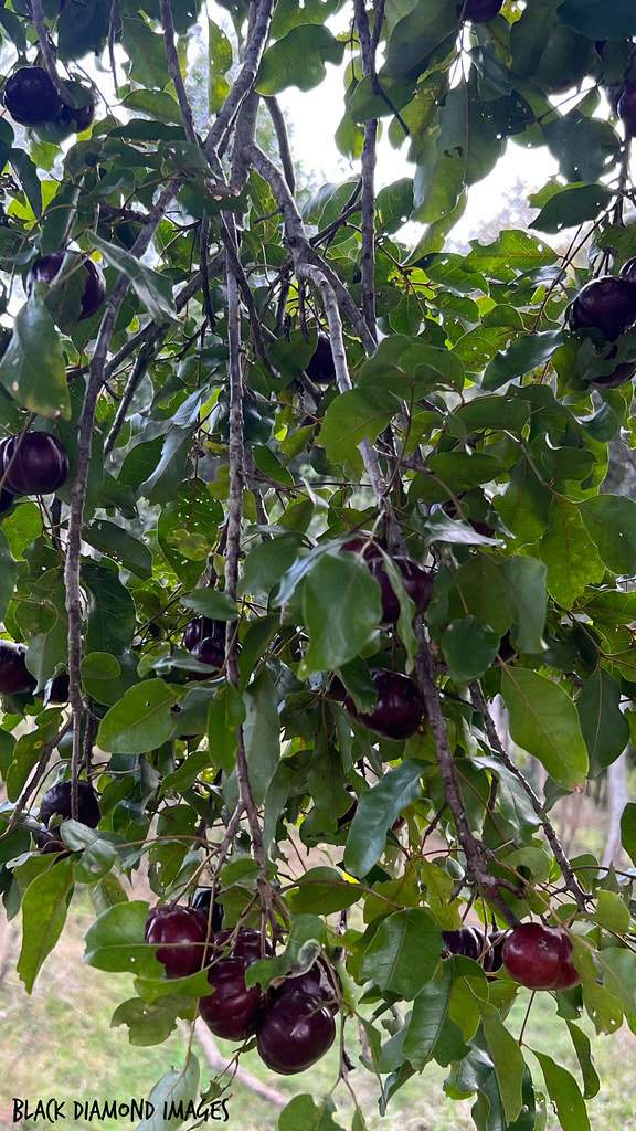 Pleiogynium timoriense Burdekin Plum Copyright All Rig… Flickr