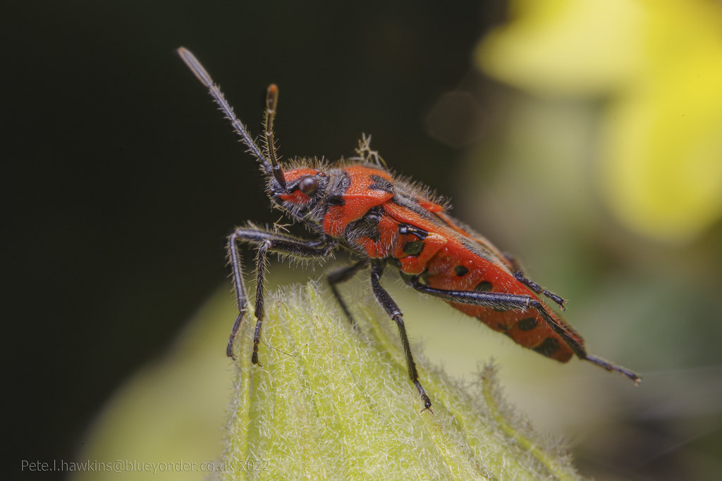 IMGP6573 Black and Red Squash Bug Corizus hyoscyam Flickr