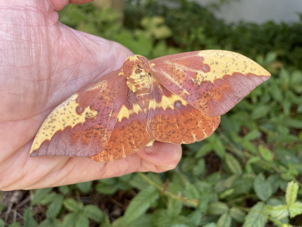 Imperial moth Rachel Veal Flickr